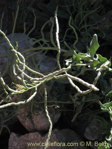 Image of Sisymbrium andinum (). Click to enlarge parts of image.