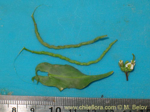 Image of Sisymbrium andinum (). Click to enlarge parts of image.