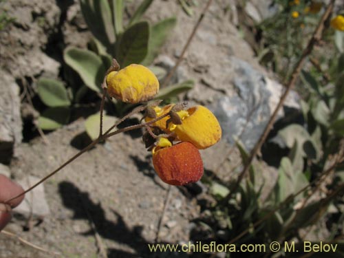 Bild von Calceolaria filicaulis (). Klicken Sie, um den Ausschnitt zu vergrössern.