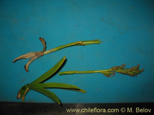 Chloraea chica의 사진
