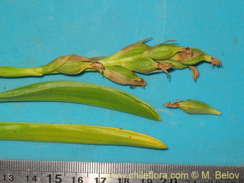 Image of Chloraea chica (). Click to enlarge parts of image.