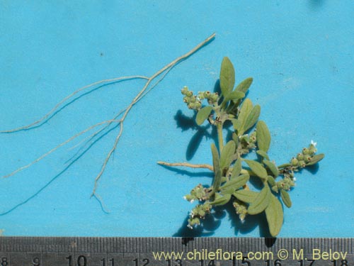 Фотография Boraginaceae sp. #1286 (). Щелкните, чтобы увеличить вырез.