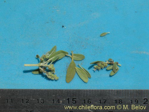 Image of Boraginaceae sp. #1286 (). Click to enlarge parts of image.