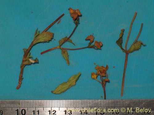 Calceolaria pallidaの写真