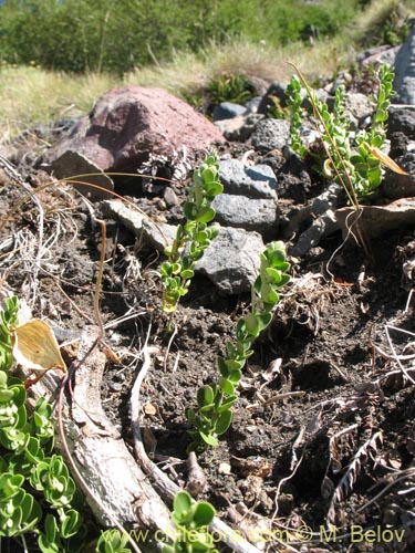 Image of Cynanchum nummulariifolium (). Click to enlarge parts of image.