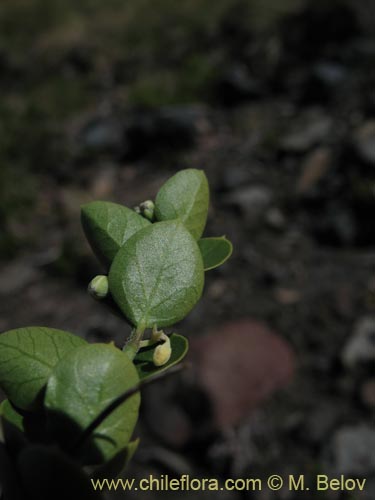 Bild von Cynanchum nummulariifolium (). Klicken Sie, um den Ausschnitt zu vergrössern.