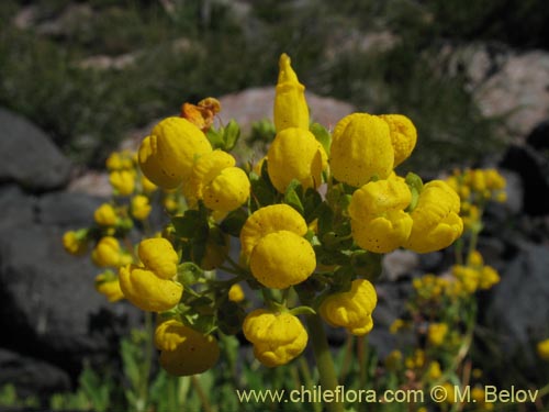 Image of Calceolaria cavanillesii (Capachito). Click to enlarge parts of image.
