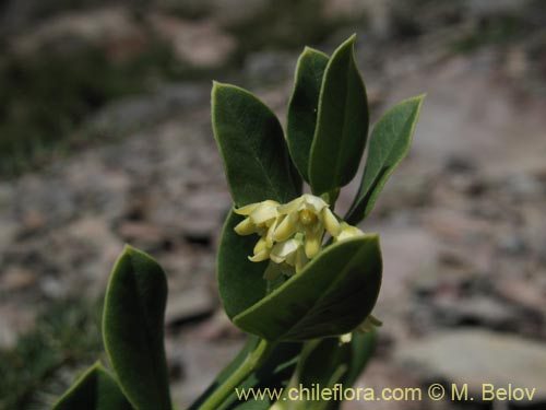 Bild von Cynanchum nummulariifolium (). Klicken Sie, um den Ausschnitt zu vergrössern.
