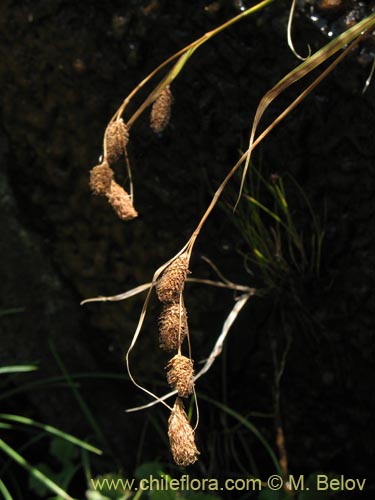 Imágen de Poaceae sp. #1451 (). Haga un clic para aumentar parte de imágen.