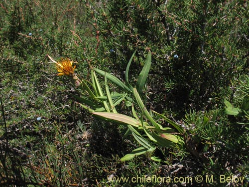 Image of Mutisia sp.   #1431 (). Click to enlarge parts of image.
