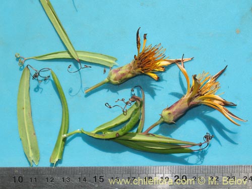 Image of Mutisia sp.   #1431 (). Click to enlarge parts of image.