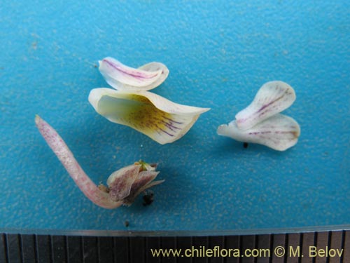 Image of Viola volcanica (). Click to enlarge parts of image.