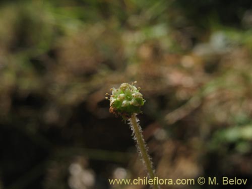 Image of Hydrocotyle sp. #1422 (). Click to enlarge parts of image.