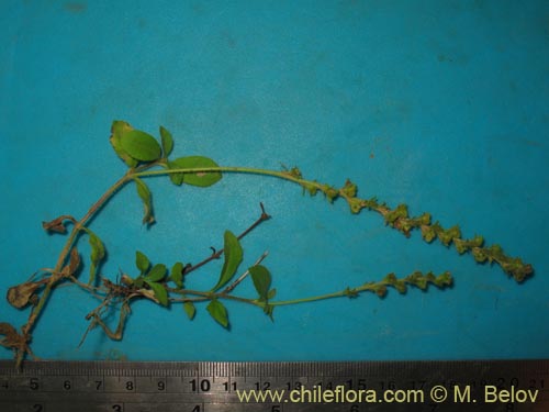 Image of Unidentified Plant sp. #1423 (). Click to enlarge parts of image.