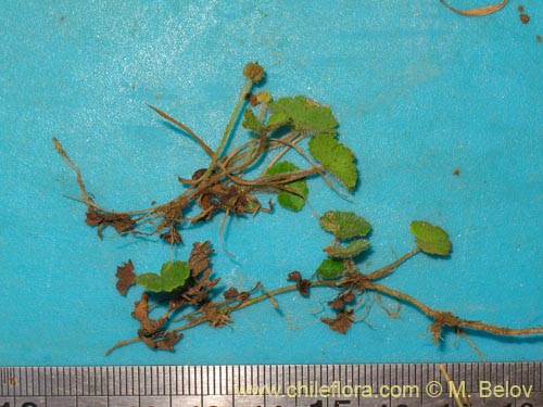 Image of Hydrocotyle sp. #1422 (). Click to enlarge parts of image.