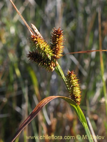 Carex sp. #1426的照片