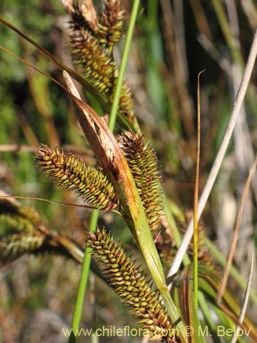 Carex sp. #1426的照片
