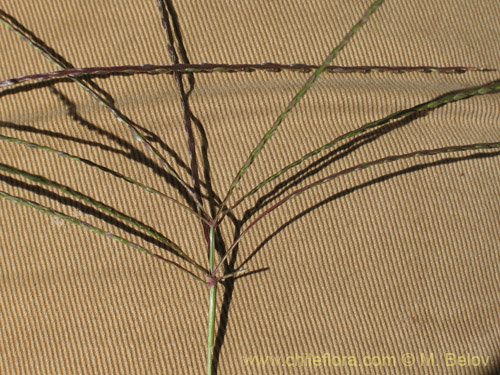 Bild von Poaceae sp. #1828 (). Klicken Sie, um den Ausschnitt zu vergrössern.
