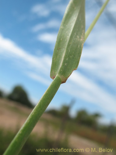 Bild von Poaceae sp. #3055 (). Klicken Sie, um den Ausschnitt zu vergrössern.