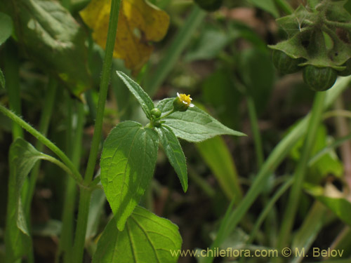 Imágen de Galinsoga parviflora (Pacoyuyo / Pacoyuyo-fino). Haga un clic para aumentar parte de imágen.