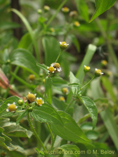 Imágen de Galinsoga parviflora (Pacoyuyo / Pacoyuyo-fino). Haga un clic para aumentar parte de imágen.