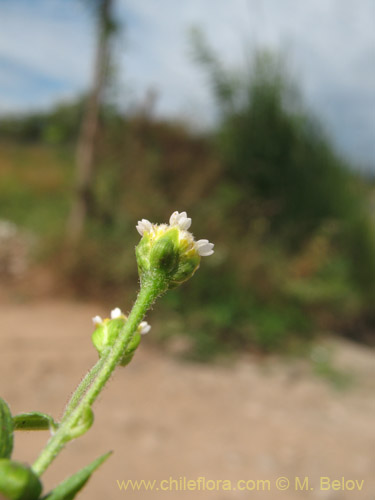 Bild von Galinsoga parviflora (Pacoyuyo / Pacoyuyo-fino). Klicken Sie, um den Ausschnitt zu vergrössern.