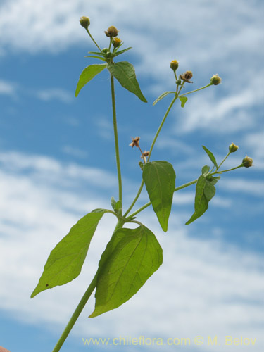 Фотография Galinsoga parviflora (Pacoyuyo / Pacoyuyo-fino). Щелкните, чтобы увеличить вырез.
