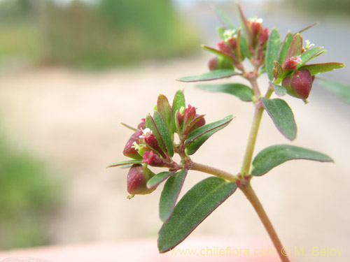 Фотография Euphorbia platyphyllos (Pichoga / Pichoa). Щелкните, чтобы увеличить вырез.
