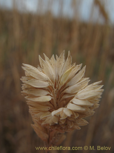 Poaceae sp.の写真