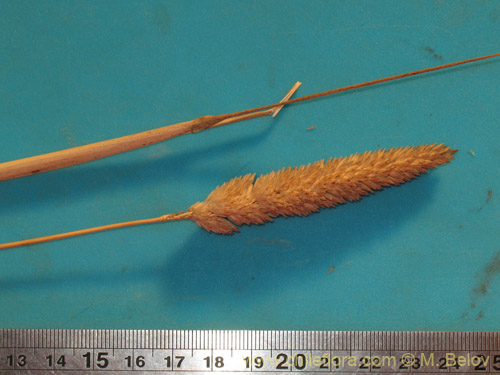 Poaceae sp.의 사진