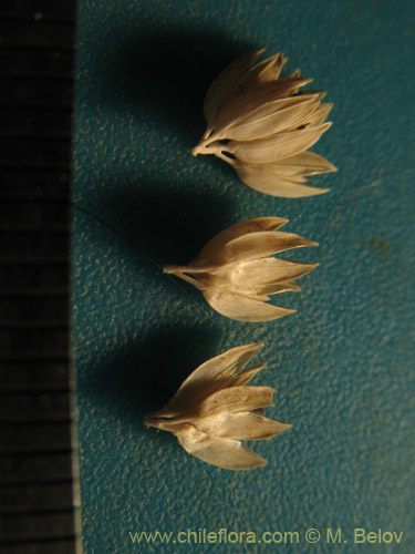 Poaceae sp. #2176の写真