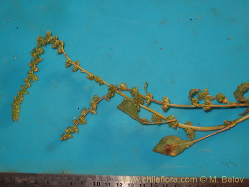 Amaranthus sp. #1812的照片