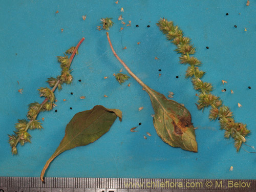 Image of Amaranthus sp. #1812 (). Click to enlarge parts of image.
