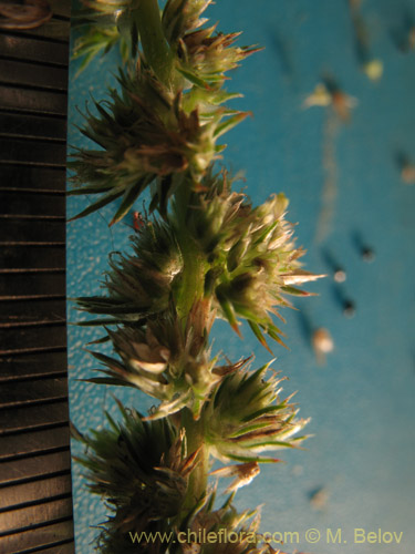 Bild von Amaranthus sp. #1812 (). Klicken Sie, um den Ausschnitt zu vergrössern.