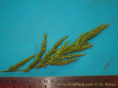 Bild von Poaceae sp. #3054 (). Klicken Sie, um den Ausschnitt zu vergrössern.