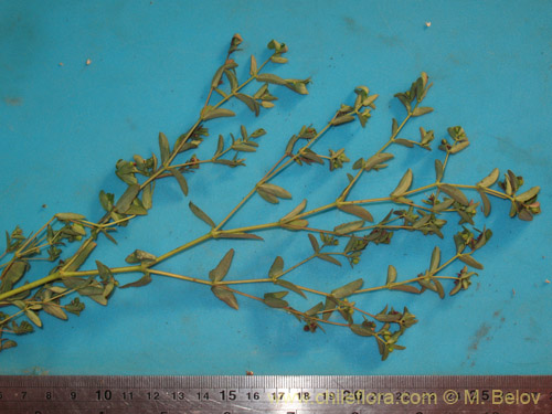 Imágen de Euphorbia platyphyllos (Pichoga / Pichoa). Haga un clic para aumentar parte de imágen.