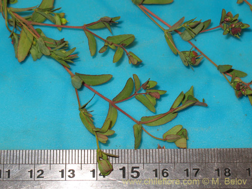 Imágen de Euphorbia platyphyllos (Pichoga / Pichoa). Haga un clic para aumentar parte de imágen.