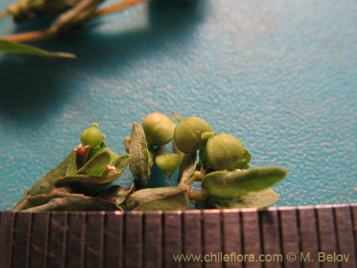 Фотография Euphorbia platyphyllos (Pichoga / Pichoa). Щелкните, чтобы увеличить вырез.