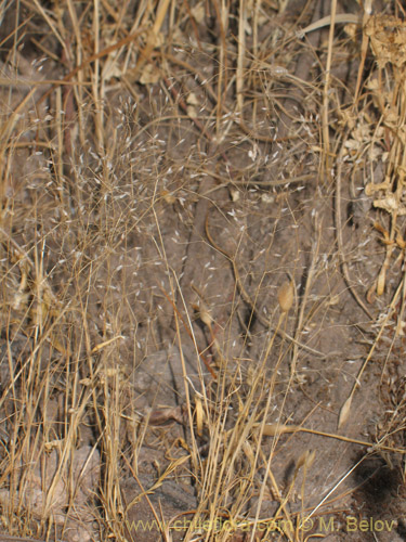 Eragrostis virescensの写真