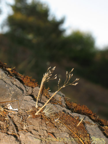 Eragrostis virescens的照片
