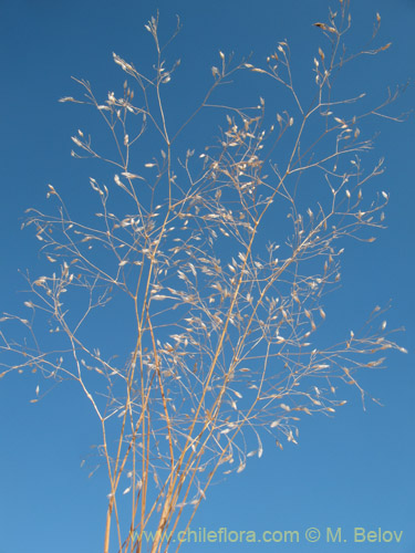 Eragrostis virescensの写真