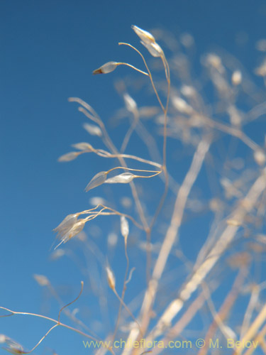 Фотография Eragrostis virescens (). Щелкните, чтобы увеличить вырез.