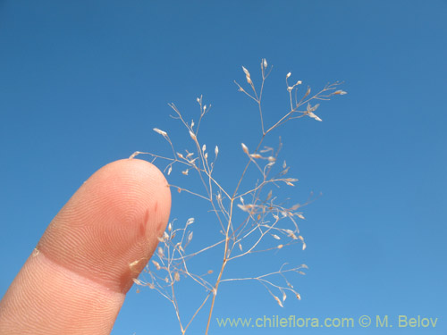 Фотография Eragrostis virescens (). Щелкните, чтобы увеличить вырез.
