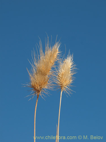 Poaceae sp. #1821의 사진