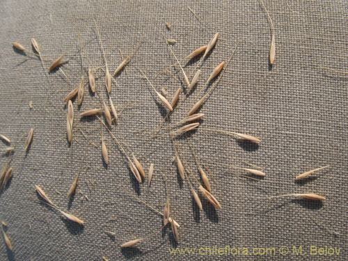 Image of Poaceae sp. #1821 (). Click to enlarge parts of image.