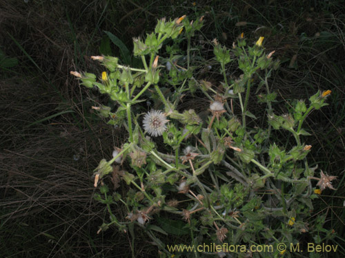 Imágen de Picris echioides (Buglosa / Lechuguilla). Haga un clic para aumentar parte de imágen.