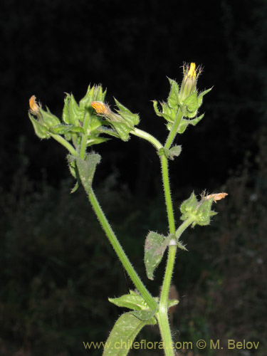 Image of Picris echioides (Buglosa / Lechuguilla). Click to enlarge parts of image.