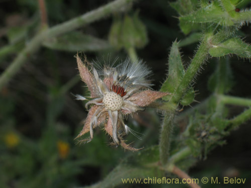 Фотография Picris echioides (Buglosa / Lechuguilla). Щелкните, чтобы увеличить вырез.