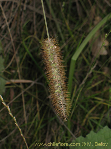 Imágen de Poaceae sp. (). Haga un clic para aumentar parte de imágen.