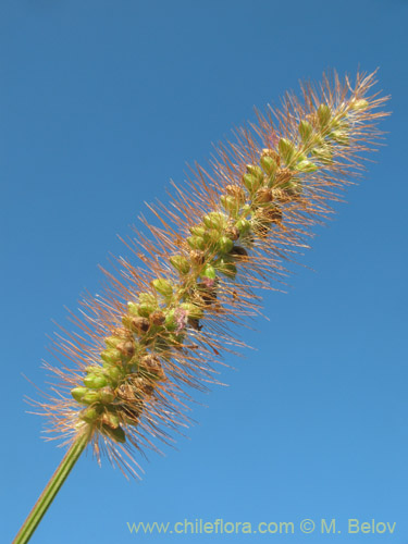 Bild von Poaceae sp. (). Klicken Sie, um den Ausschnitt zu vergrössern.
